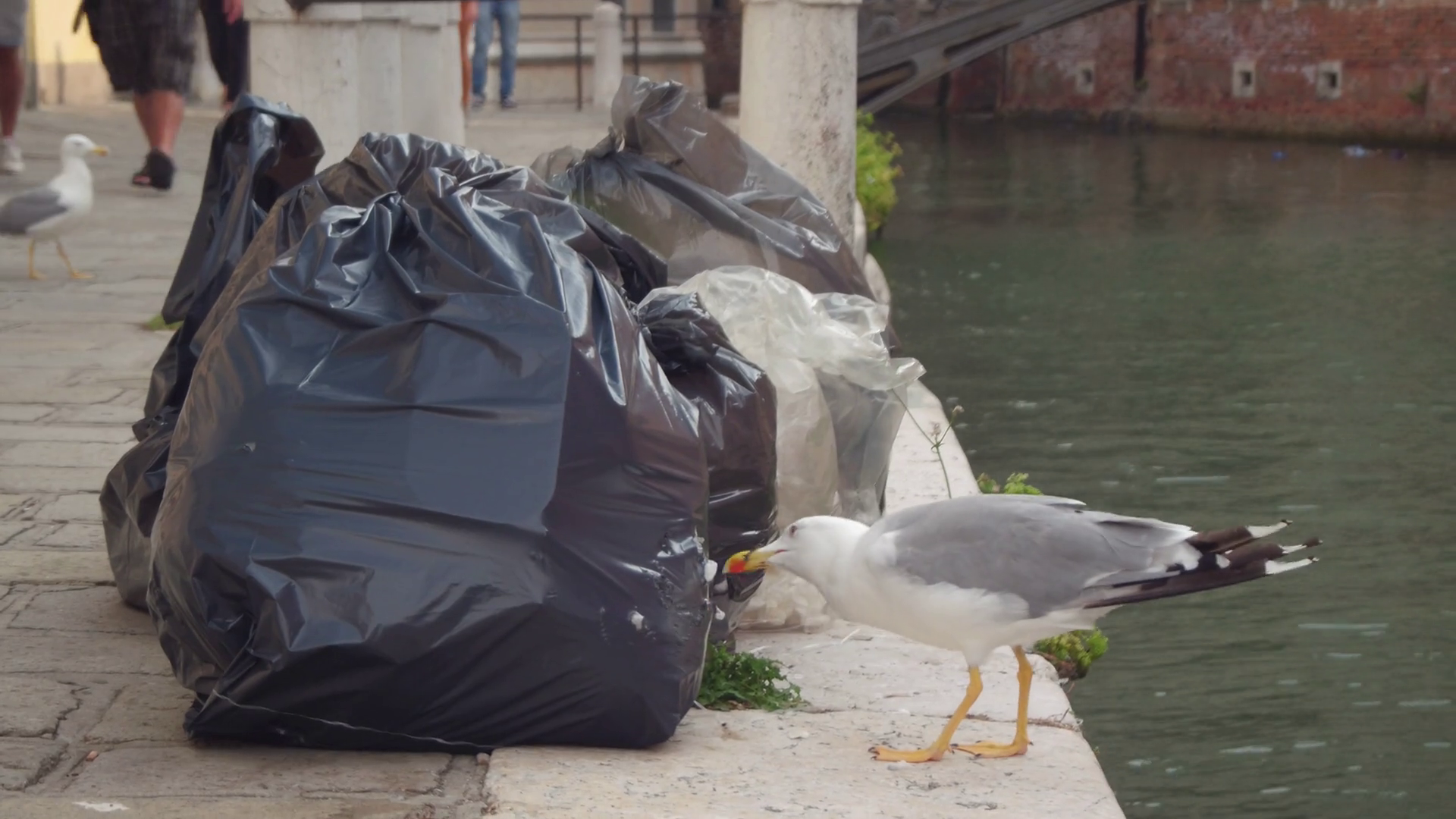 seagull-pulls-out-the-garbage-from-the-trash-bag-with-the-beak-in-venice-italy_hf55vvhex_thumbnail-full01